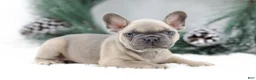 French Bulldog dogs for sale: Kallie - Ad 3