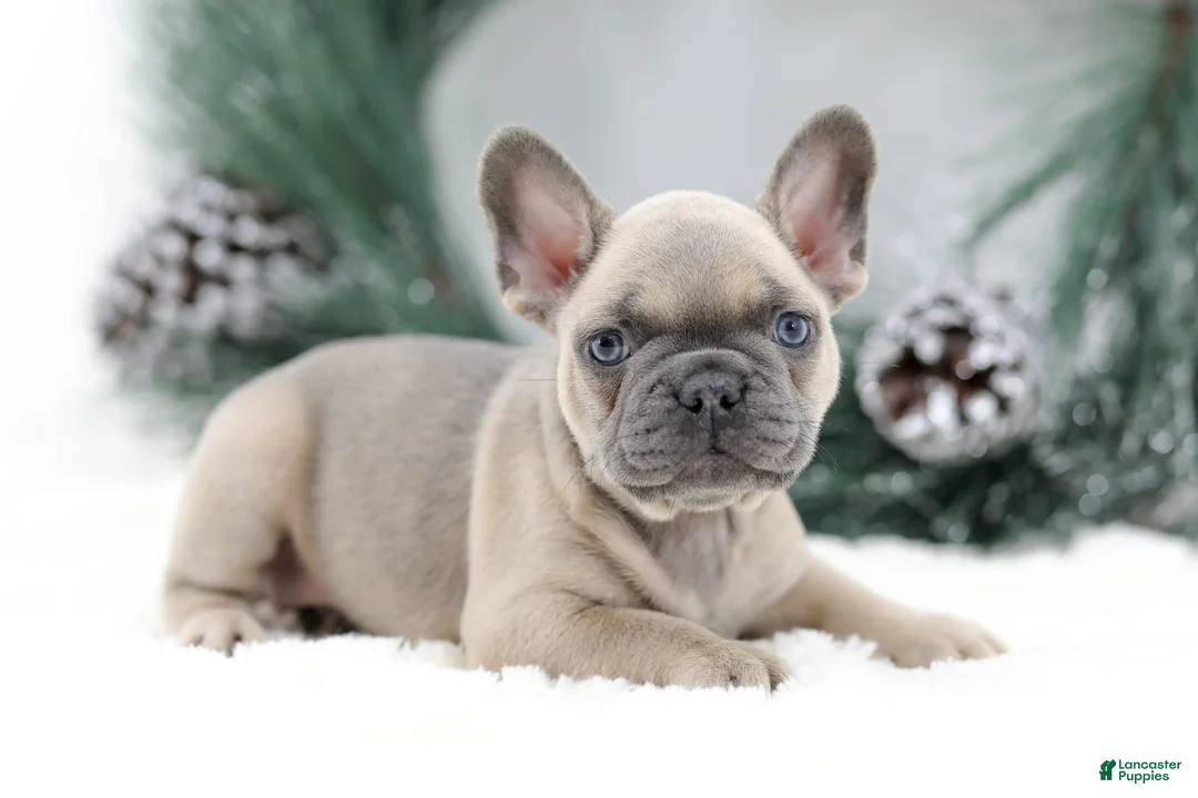 French Bulldog dogs for sale: Kallie - Ad 3