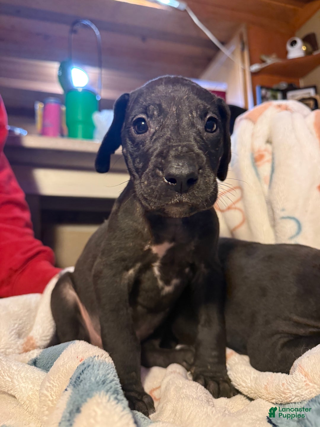 Great Dane dogs for sale: Great Dane Puppy 7 - Ad 1