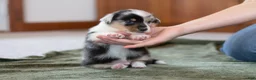 Mixed Breed dogs for sale: Jasper  - Ad 11