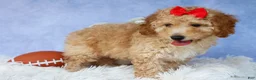 Miniature Poodle dogs for sale: WAYLON - Ad 12