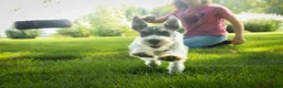 Miniature Schnauzer dogs for sale: Quinn Miniature Schnauzer  - Ad 4