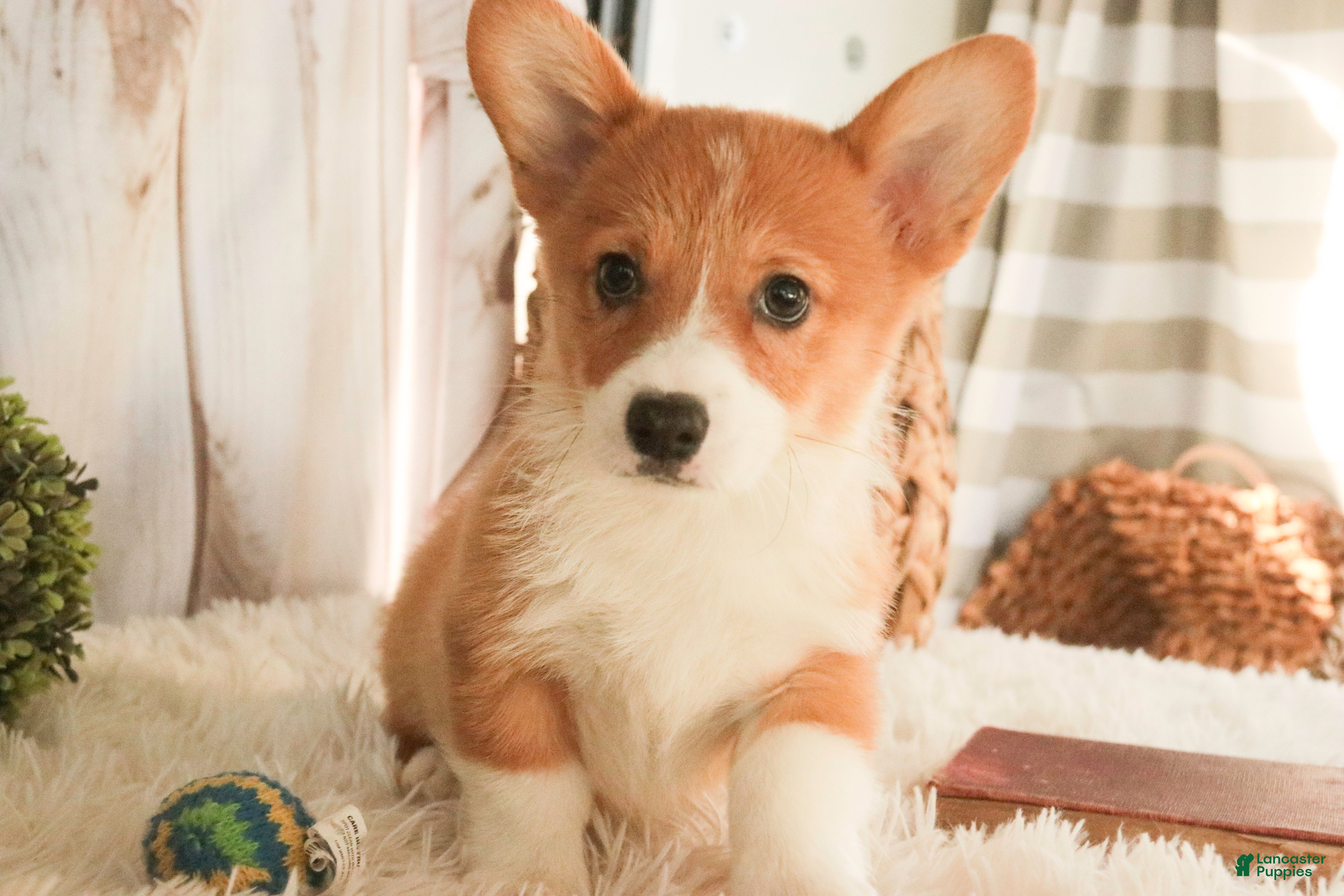 Welsh Corgi Pembroke dogs Spike - Ad 2