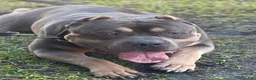American Bully dogs for sale: American Bully 1 - Ad 4