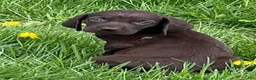 German Shorthaired Pointer dogs for sale: German Shorthaired Pointer Puppy 3 - Ad 4