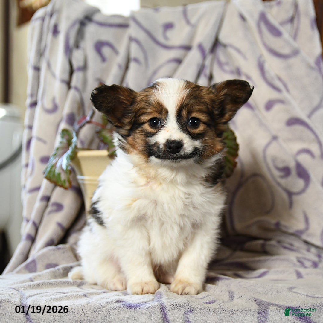 Papillon dogs for sale: Echo - Ad 2