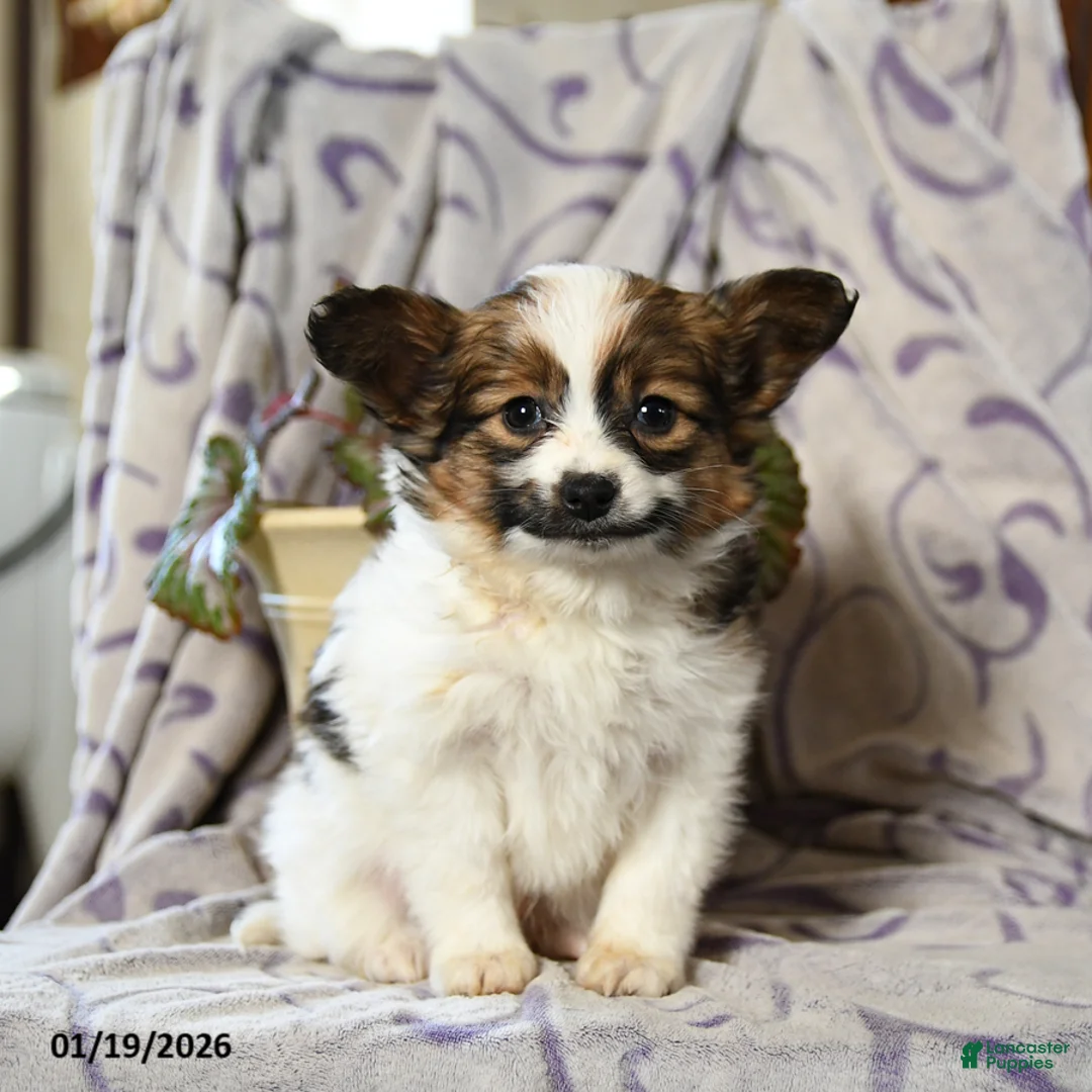 Papillon dogs for sale: Echo - Ad 2