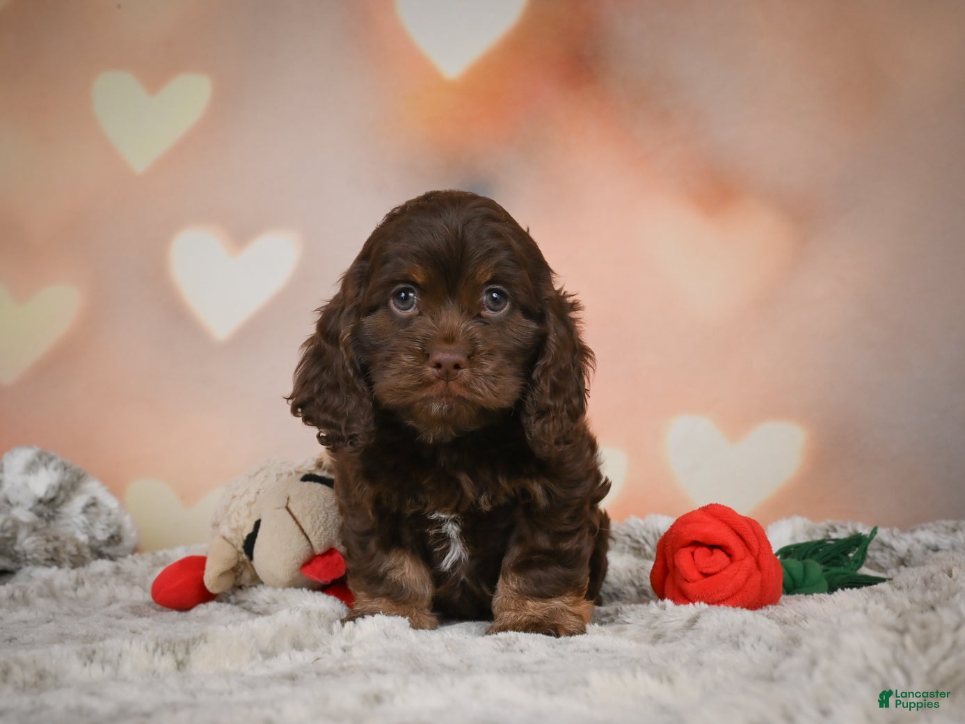 Cockapoo dogs for sale: Scarlet - Ad 2