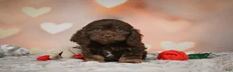 Cockapoo dogs for sale: Scarlet - Ad 2