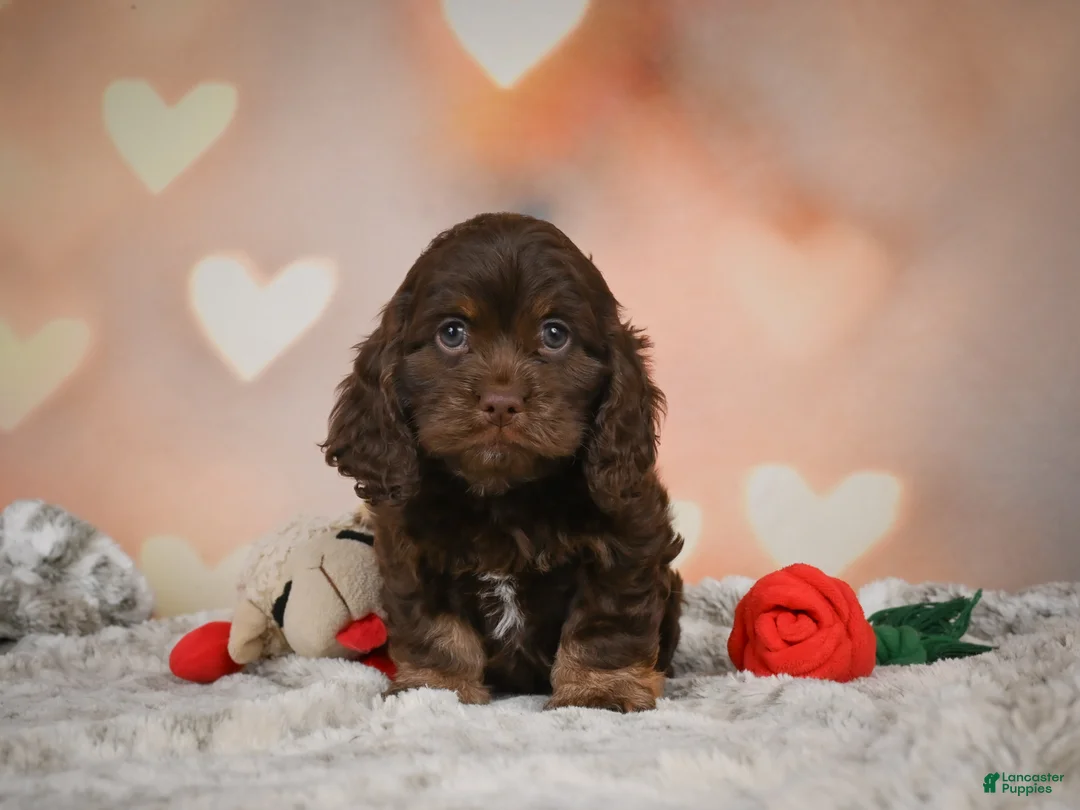 Cockapoo dogs for sale: Scarlet - Ad 2