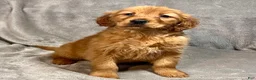 Golden Retriever dogs for sale: Ranger - Ad 1