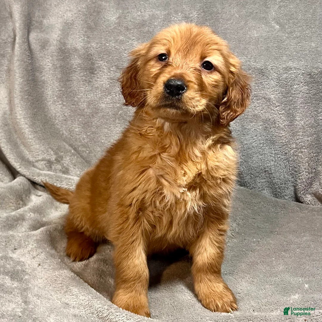 Golden Retriever dogs for sale: Ranger - Ad 1