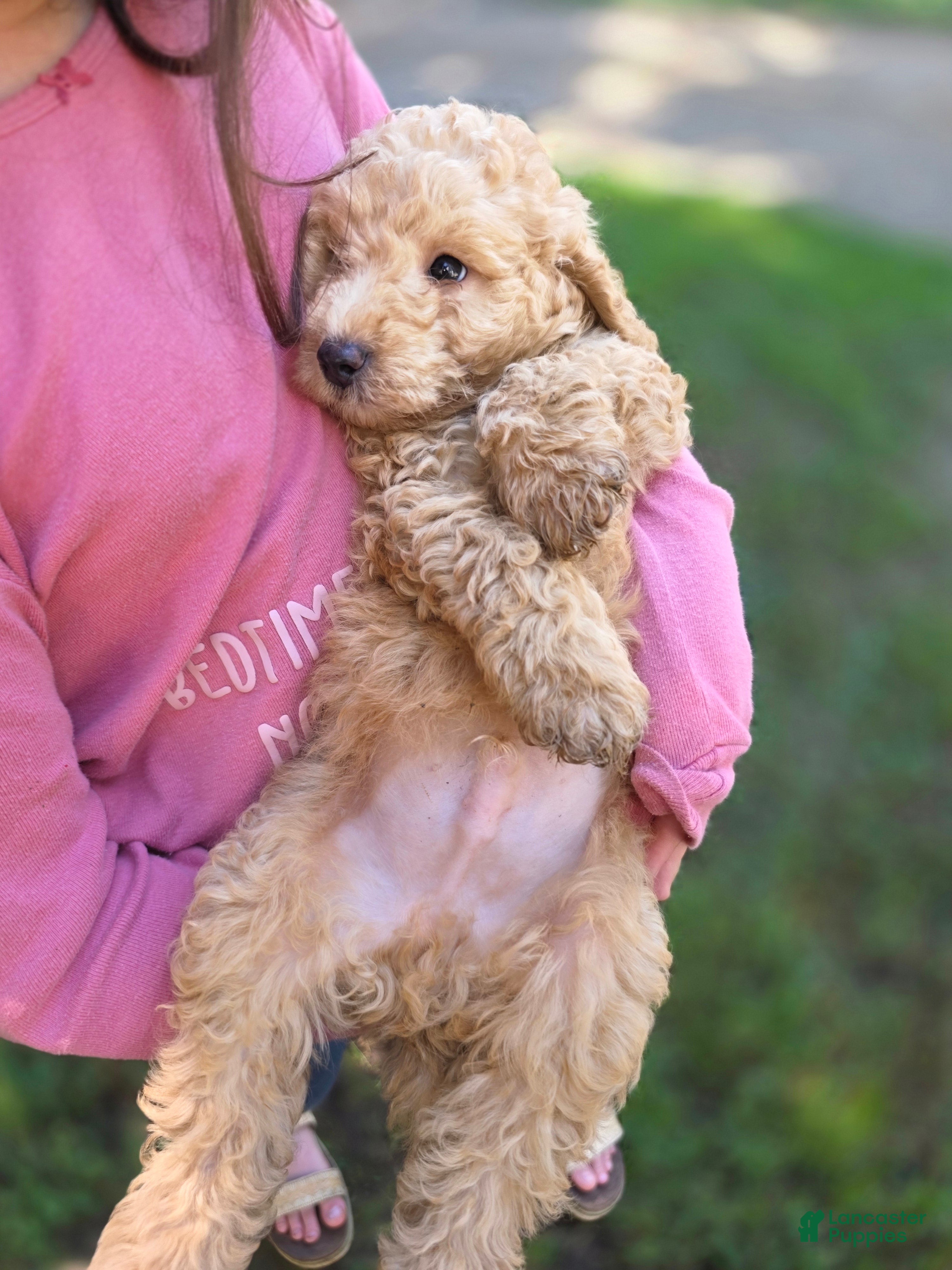 Goldendoodle dogs Mini Goldendoodle Male  - Ad 2