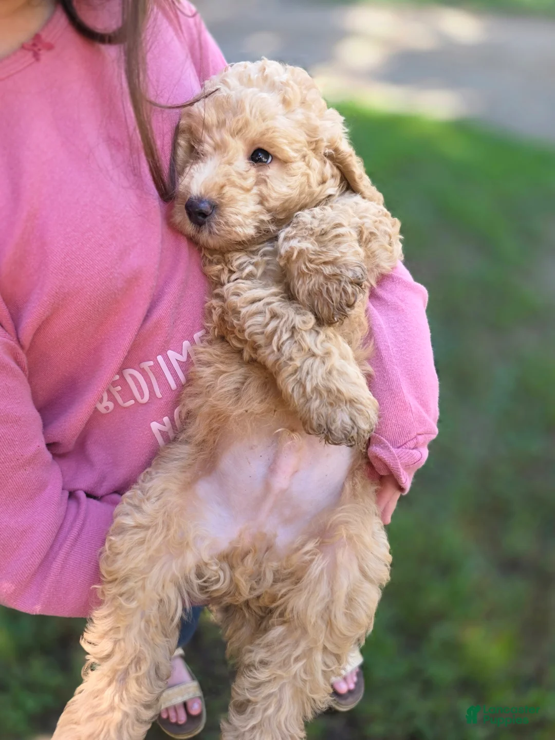 Goldendoodle dogs for sale: Mini Goldendoodle Male  - Ad 2