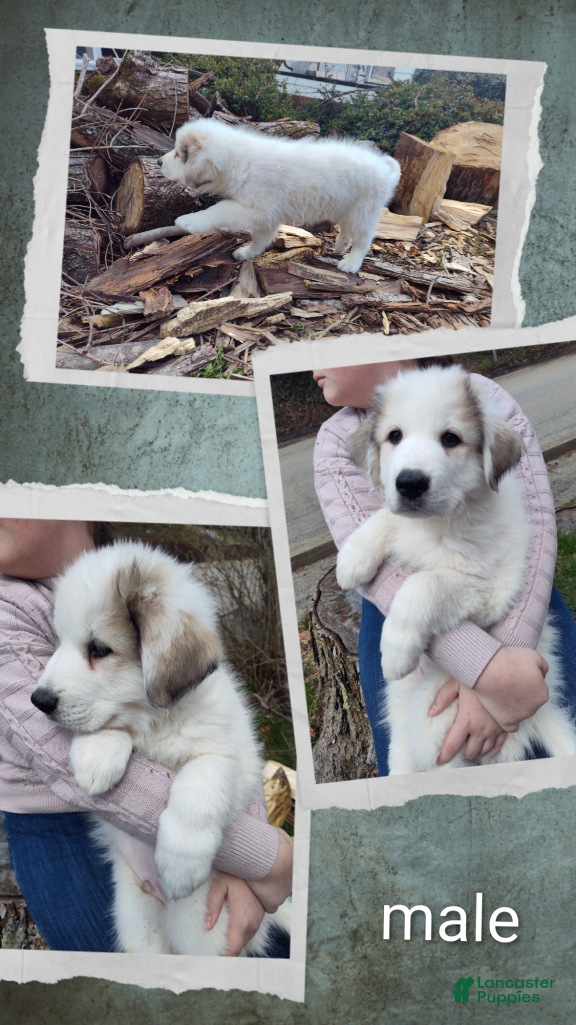 Great Pyrenees dogs Great Pyrenees Puppy 5 - Ad 17