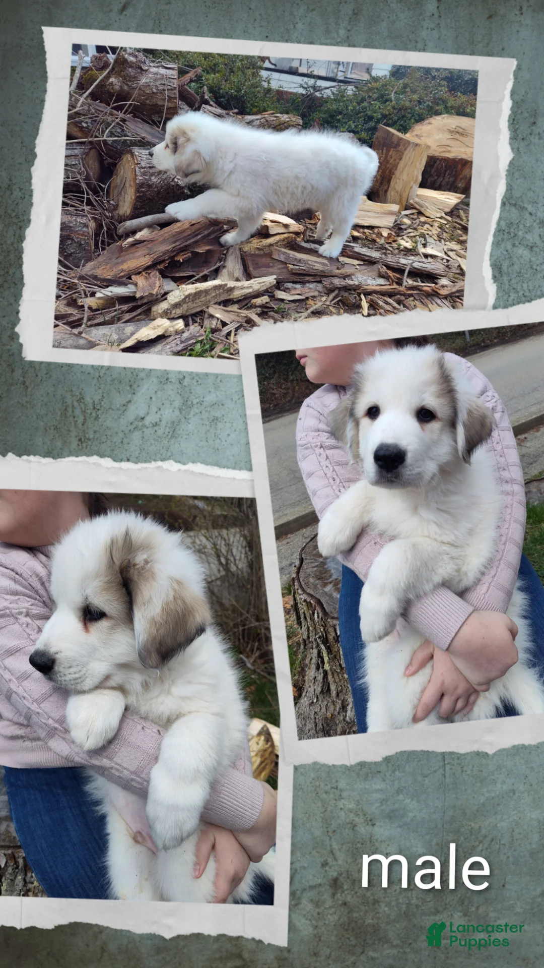 Great Pyrenees dogs for sale: Great Pyrenees Puppy 5 - Ad 1