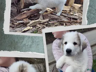Great Pyrenees dogs Great Pyrenees Puppy 5 - Ad 17