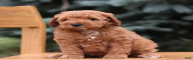 Caspian 