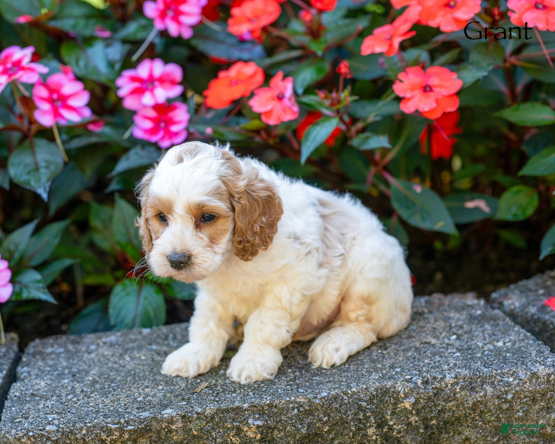 Cockapoo dogs Grant - Ad 2