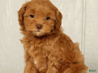 Cavapoo dogs for sale: Lilly - Ad 2