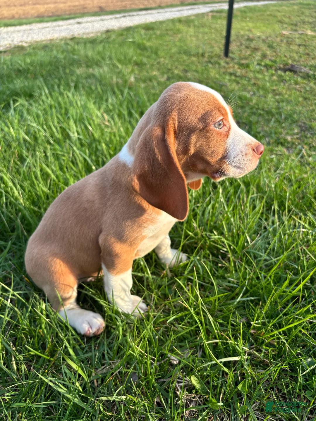 Beagle dogs for sale: Goose - Ad 2