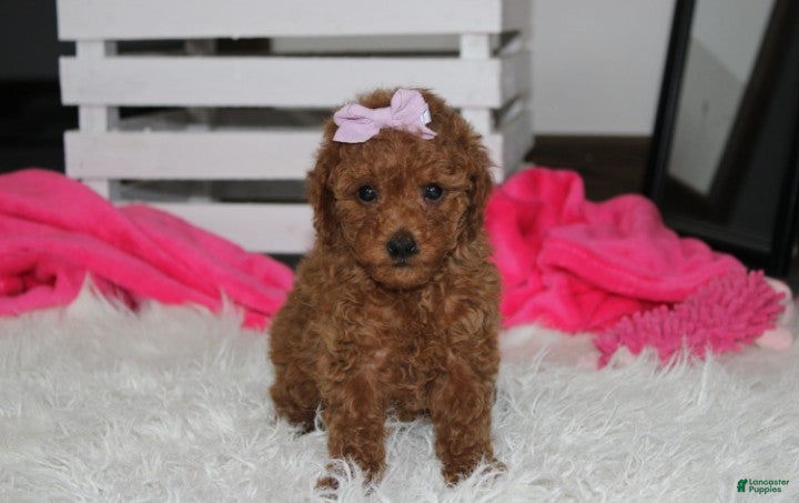 Miniature Poodle dogs Sierra  - Ad 2