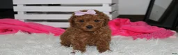 Miniature Poodle dogs for sale: Sierra  - Ad 2