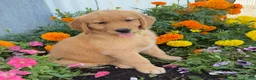 Golden Retriever dogs for sale: Holly - Ad 5