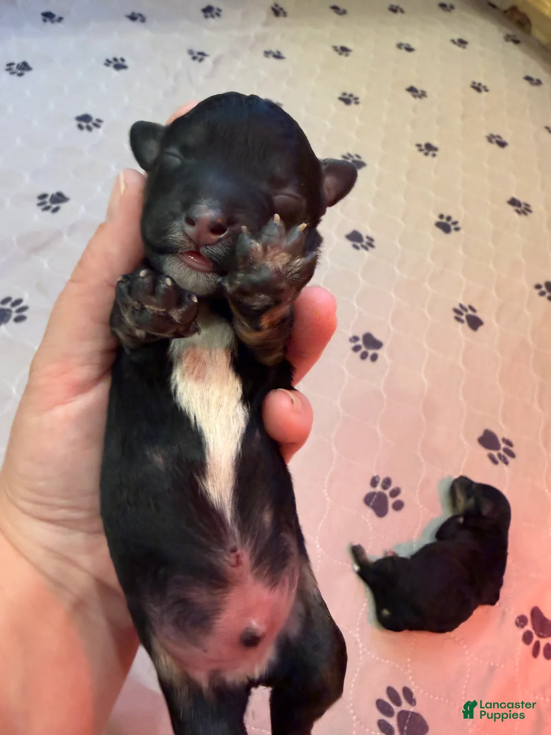 Mini Bernedoodle dogs for sale: Axel - Ad 1