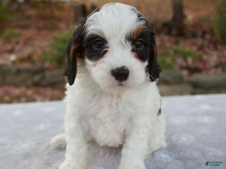 Cavapoo dogs - Ad 17