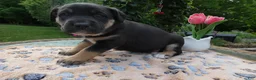 Cane Corso dogs for sale: Cane Corso Puppy 4 Tasha - Ad 2