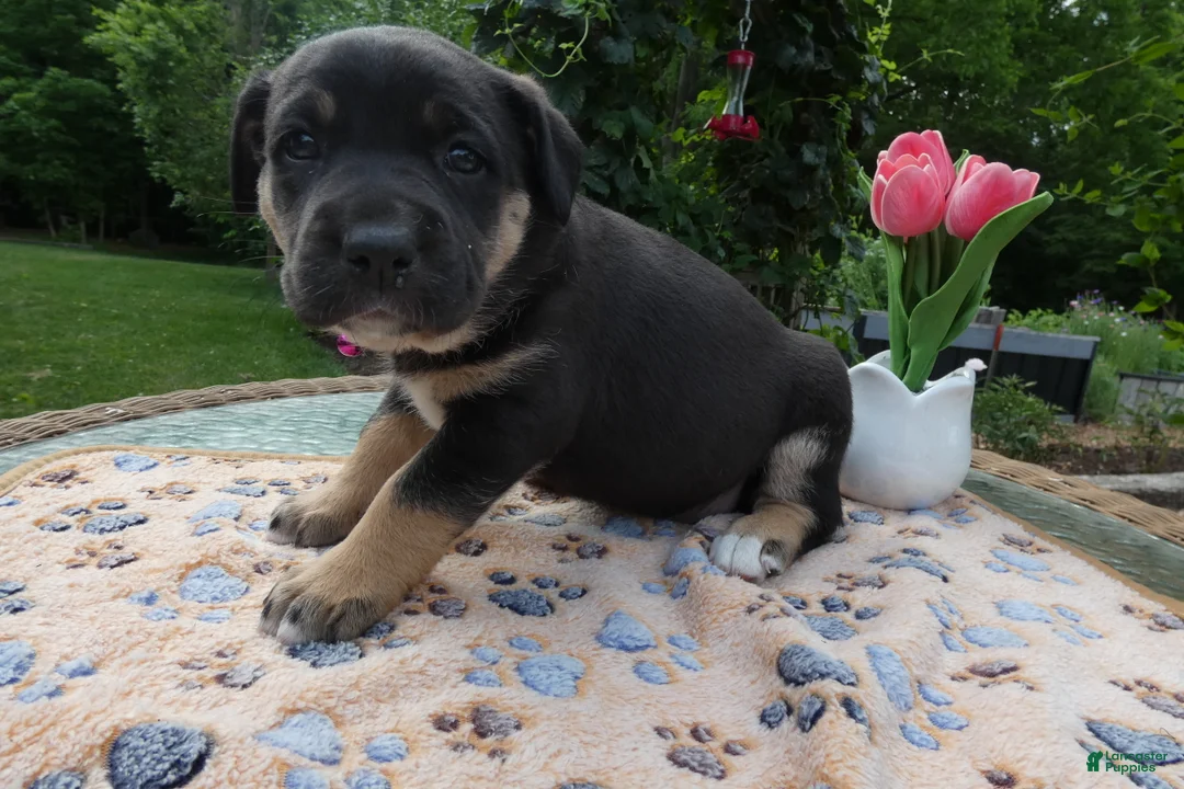 Cane Corso dogs for sale: Cane Corso Puppy 4 Tasha - Ad 2