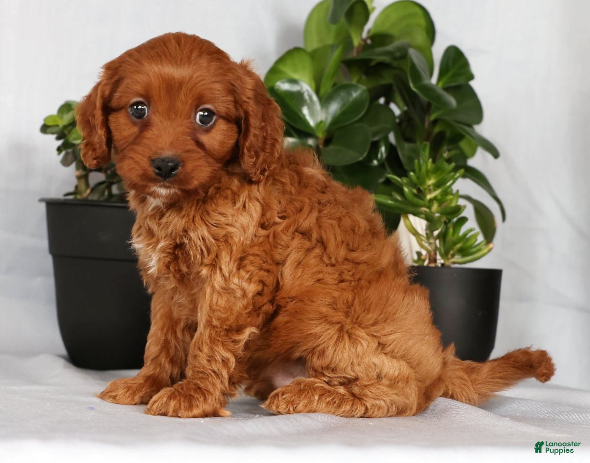Cavapoo dogs Milo - Ad 2