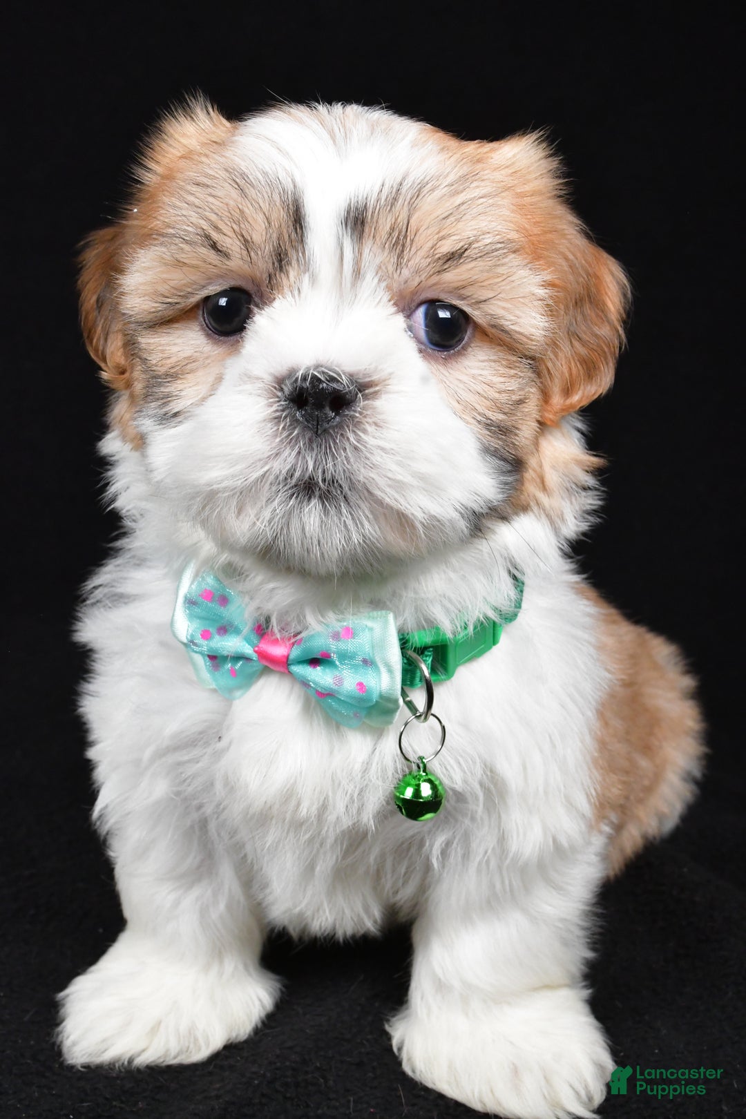 Shih Tzu dogs for sale: Hal - Ad 7