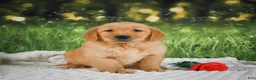 Golden Retriever dogs for sale: Sadie - Ad 10