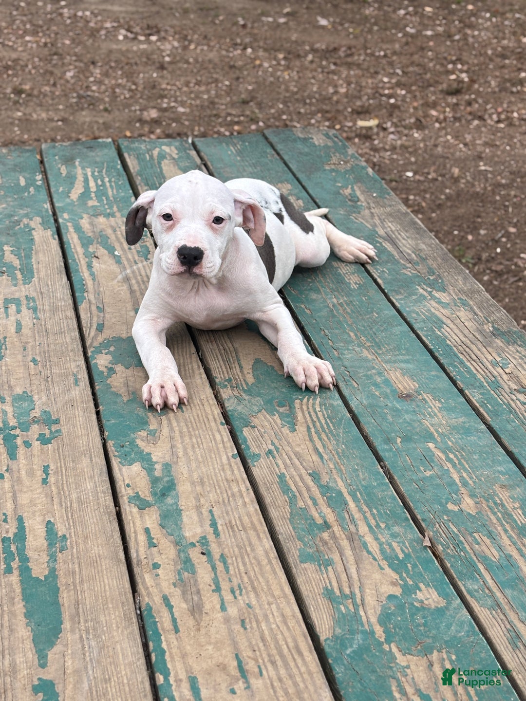 Mixed Breed dogs for sale: Myla - Ad 2