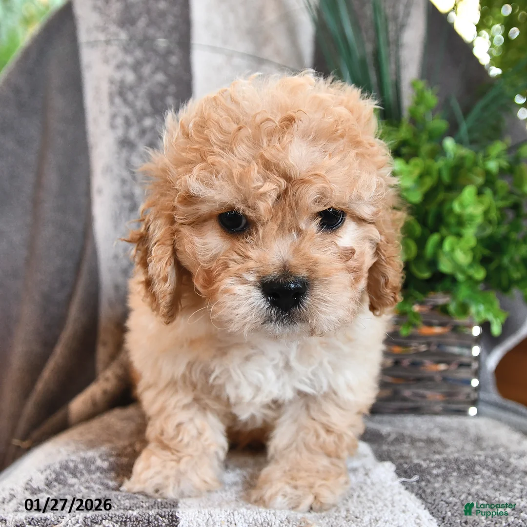 Cavachon dogs for sale: Miles - Ad 5