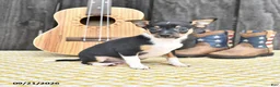 Chihuahua dogs for sale: Jack  - Ad 3