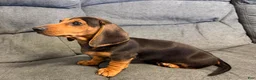 Miniature Dachshund dogs for sale: Henry - Ad 2