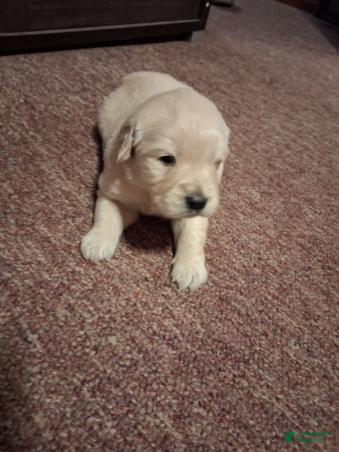 Golden Retriever dogs for sale: Juliette  - Ad 3