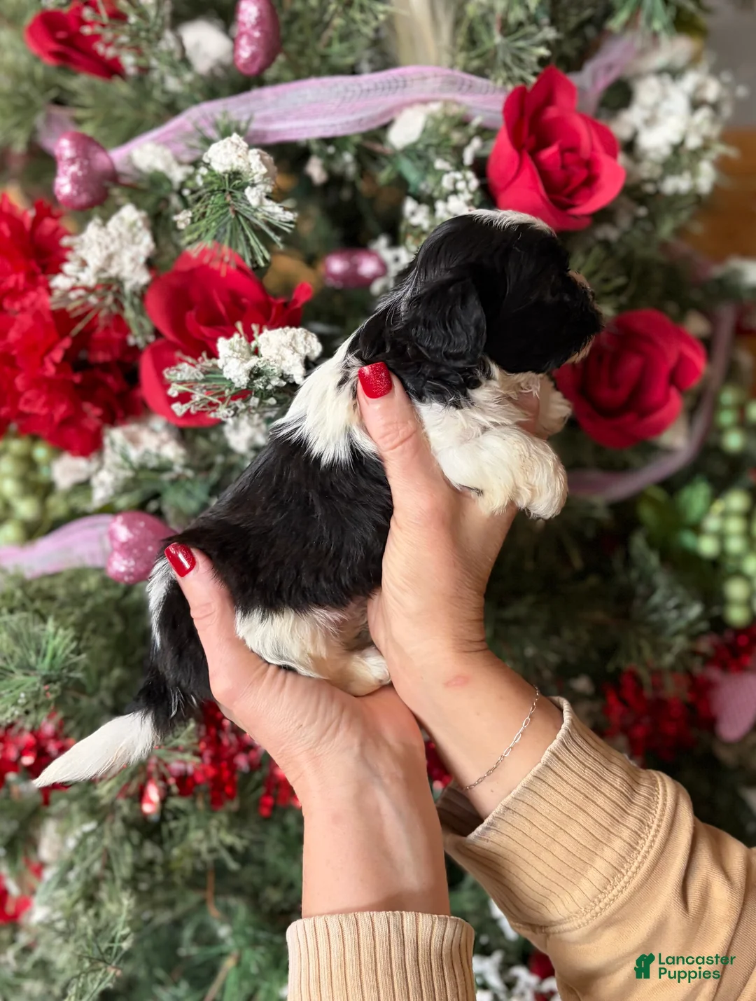 Malshi dogs for sale: Malshi Puppy 2 - Ad 2