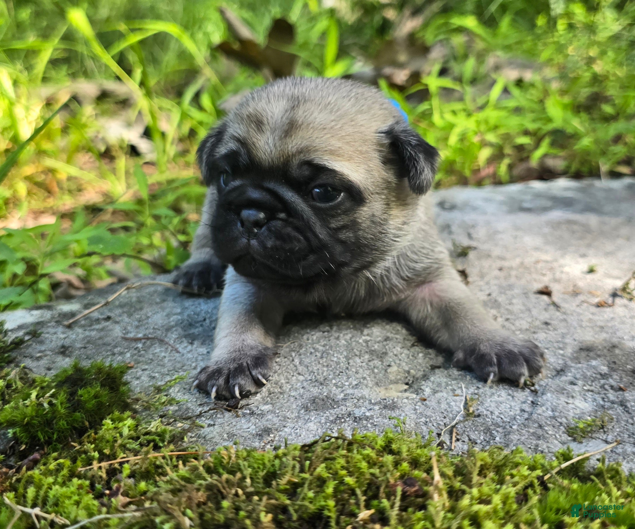 Pug dogs Jack - Ad 1
