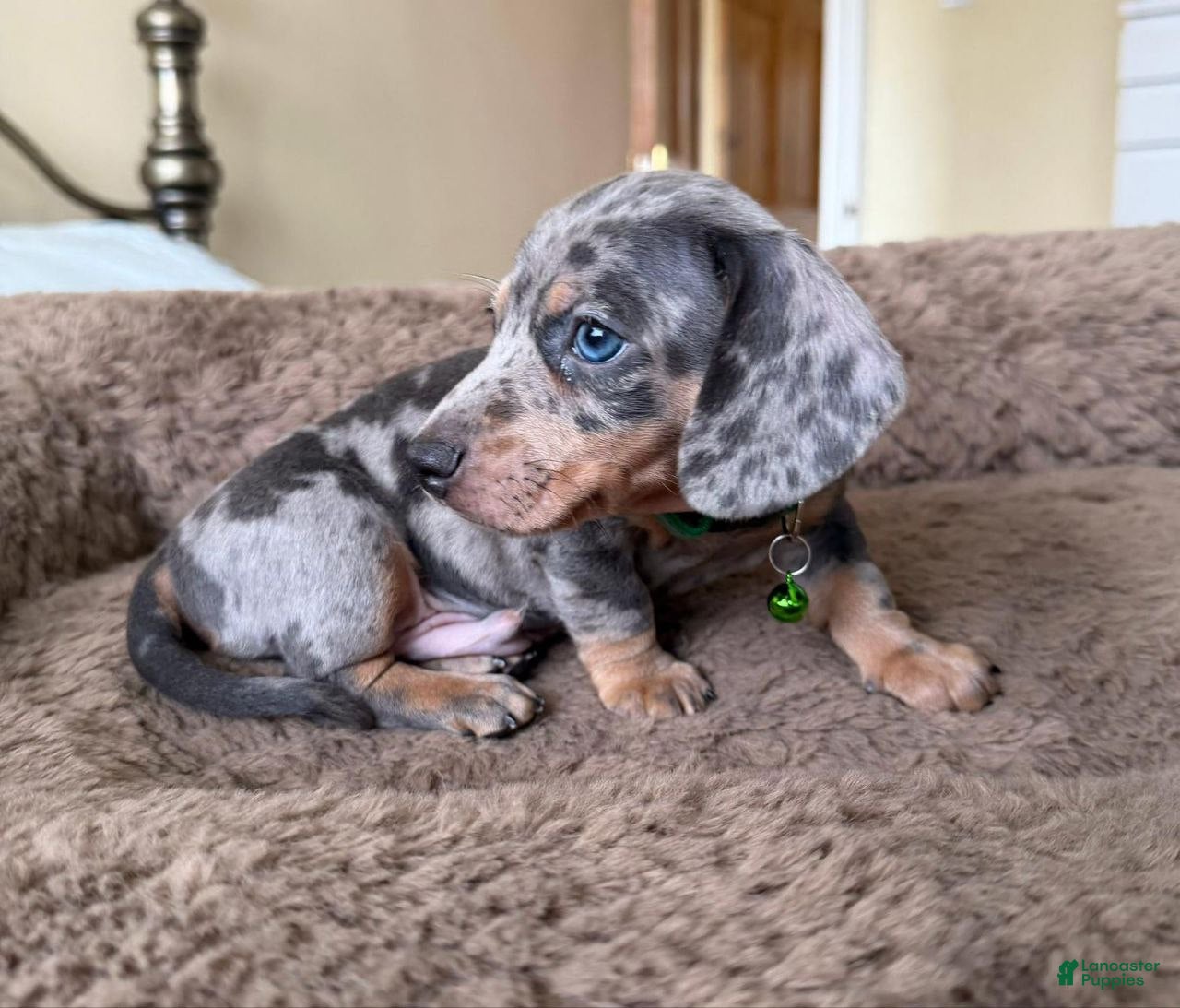 Miniature Dachshund dogs Miniature Dachshund Puppy 1 - Ad 29