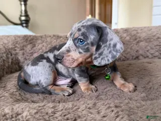 Miniature Dachshund dogs Miniature Dachshund Puppy 1 - Ad 29