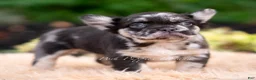 French Bulldog dogs for sale: Boba - Ad 4