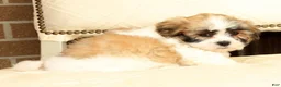 Malshi dogs for sale: Bradley - Ad 9