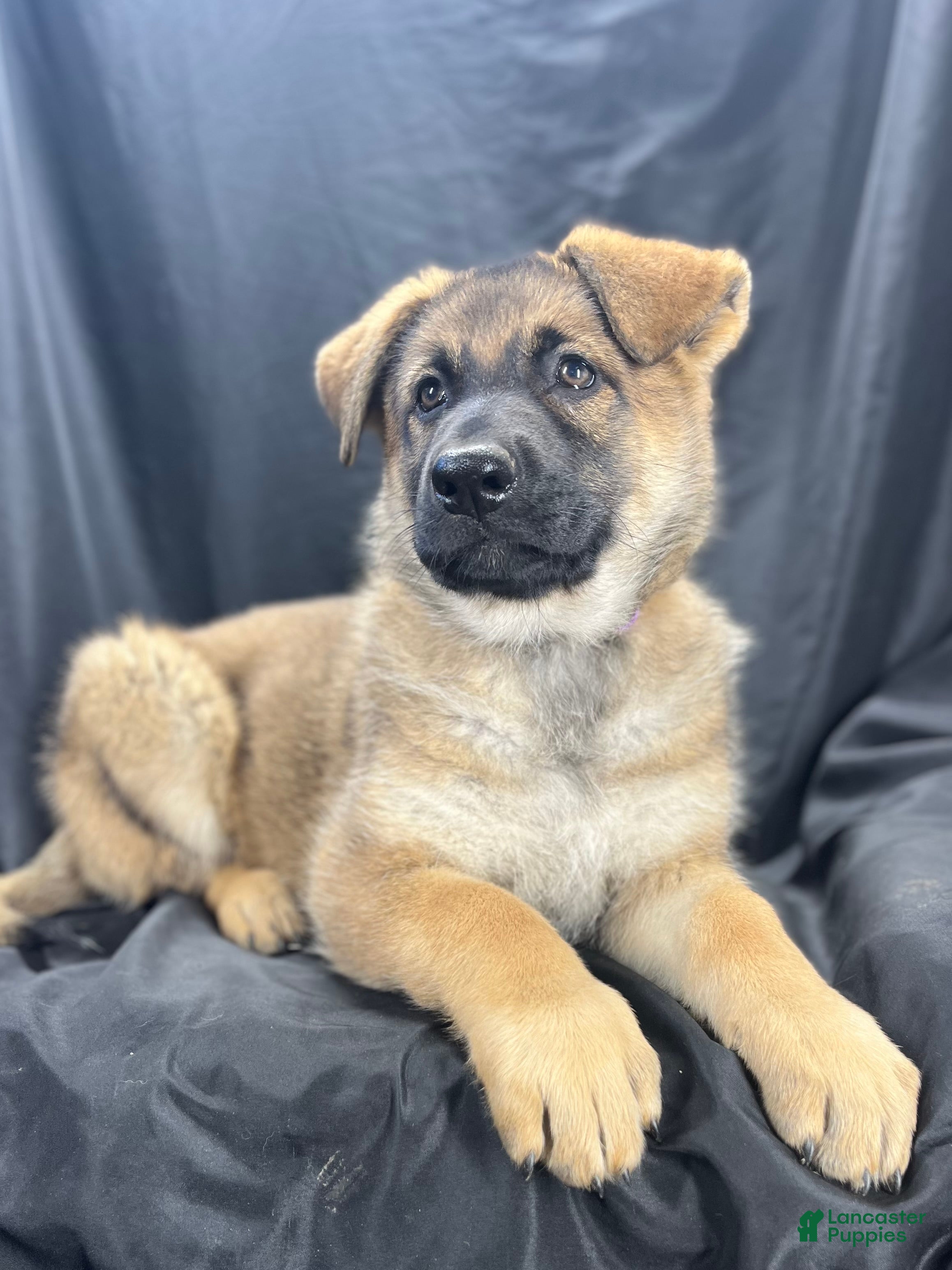 German Shepherd dogs Bella - Ad 2