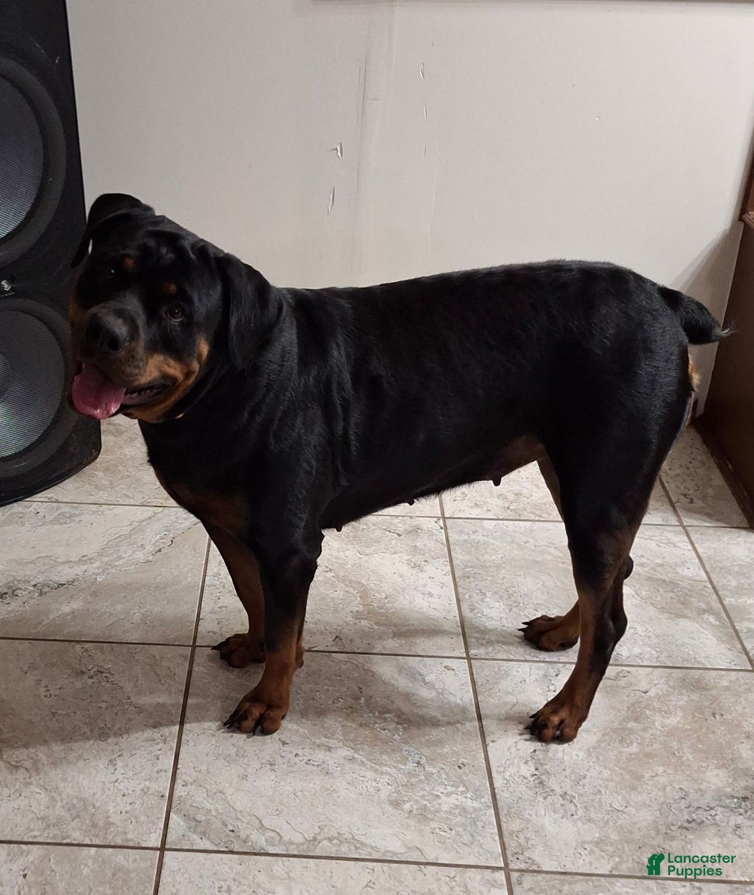 Rottweiler dogs for sale: Rottweiler Puppy 4 - Ad 2
