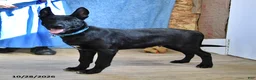 Belgian Malinois dogs for sale: Mooney - Ad 5