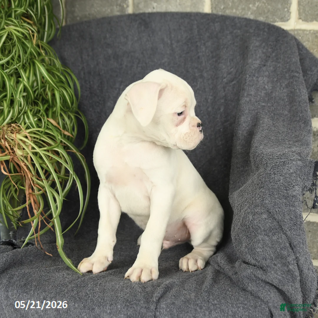Boxer dogs for sale: Freddie - Ad 3